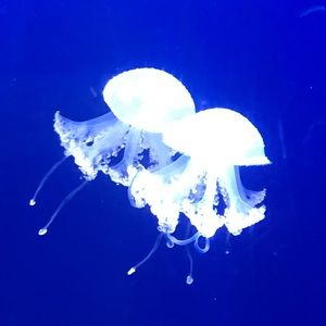 Meet your Posher, Laurie